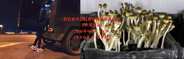 прущая мука Белокуриха